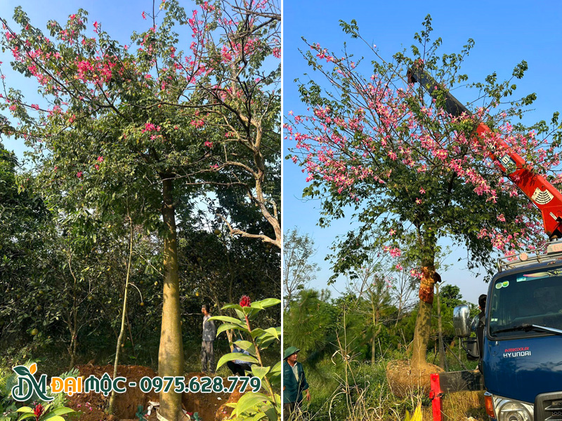 Cây mỹ nhân cổ thụ sẵn hoa, bứng thẳng tại vườn trồng