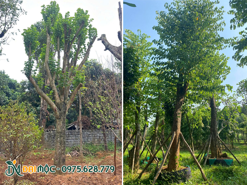 Cây xanh cổ thụ đường kính gốc 25 - 40cm trồng sân vườn biệt thự