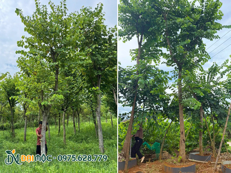 Vườn ban tây bắc cổ thụ đường kính gốc 20 - 30cm