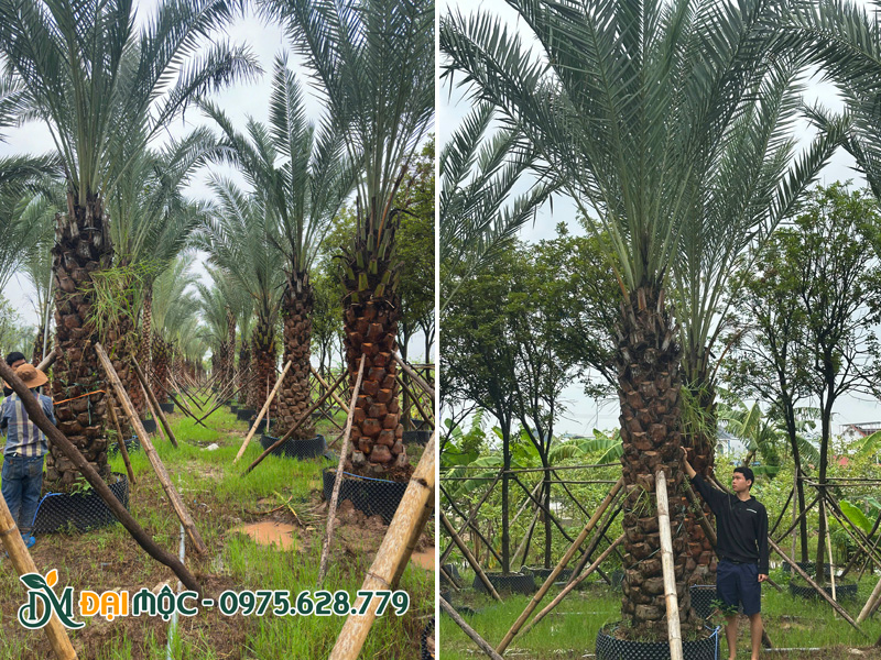 Hàng chục cây chà là cổ thụ lóng thân trên 2m