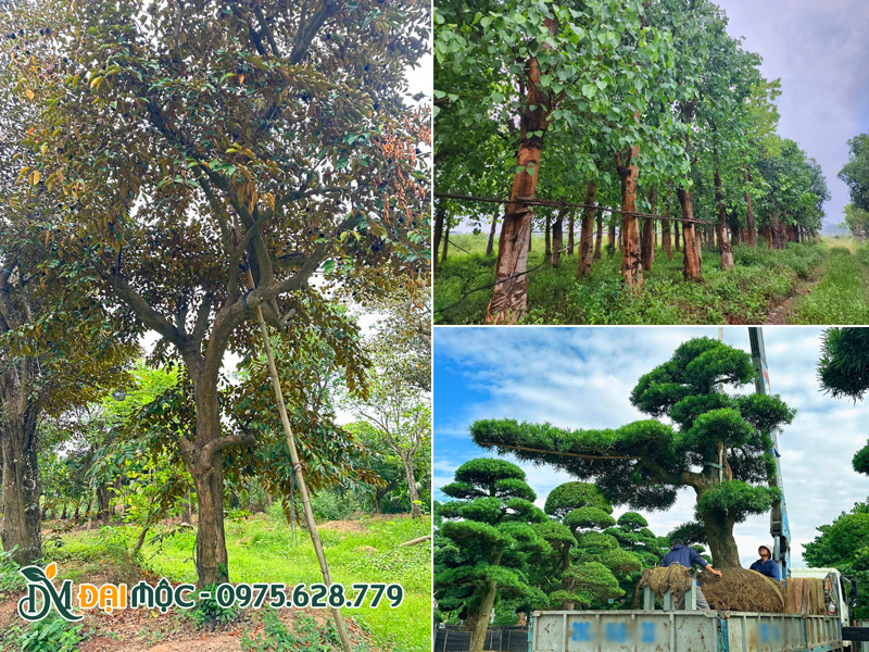 Nguồn cây xanh cổ thụ đường kính gốc lớn đã dâm ủ kỹ