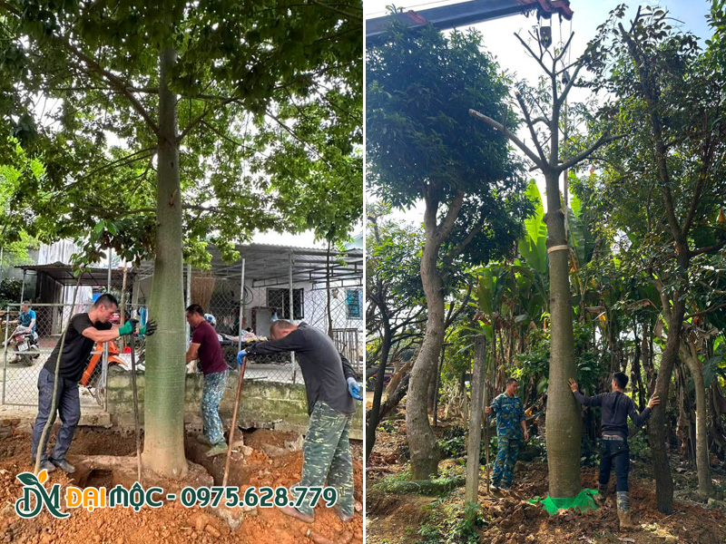Bứng và dâm ủ cây mỹ nhân cổ thụ đường kính gốc 40cm