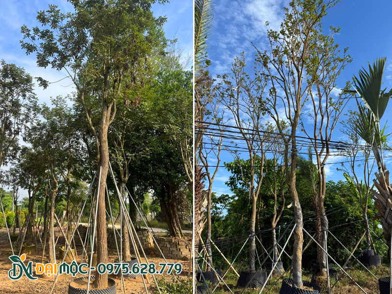 Bãi dưỡng ủ số lượng lớn cây phong linh vàng cổ thụ đường kính gốc 20cm