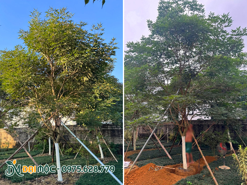 Vườn nuôi trồng phong linh tím lâu năm cây lớn, chiều cao 5 - 6m