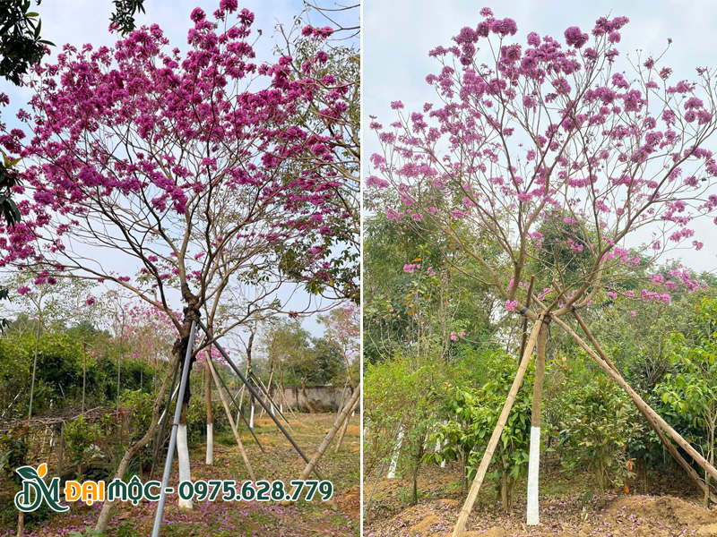 Cây phong linh tím cổ thụ đã dưỡng ủ kỹ 2 năm, sức ra hoa tuyệt vời