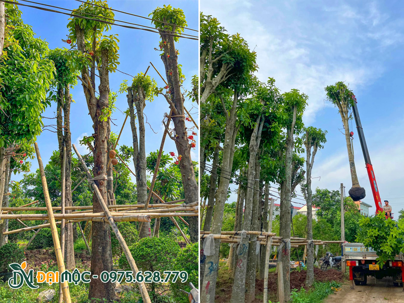 Bãi dưỡng ủ cây sala cổ thụ sẵn hoa tại Hưng Yên