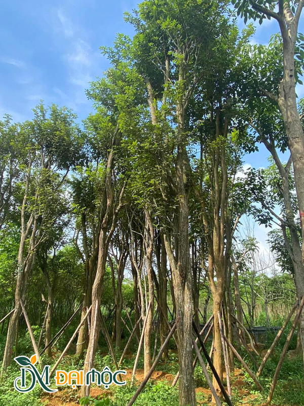 Phong linh hoa vàng cổ thụ đường kính gốc 15 - 20cm, cao 4 - 5m