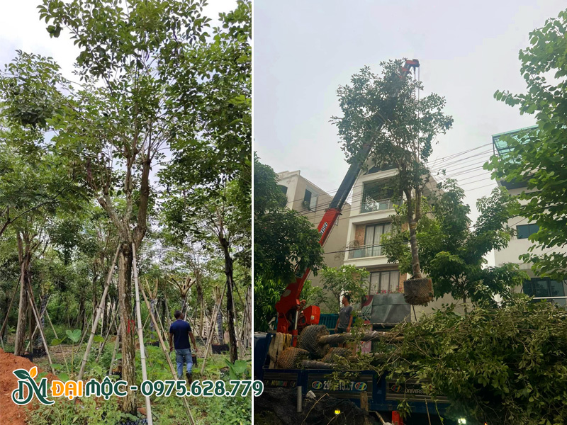 Phong linh vàng cổ thụ đường kính gốc 15 - 20cm trồng trước cổng nhà