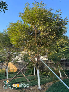 Vườn trồng phong linh tím số lượng lớn