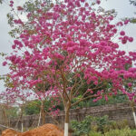 Phong linh hoa tím cổ thụ đk gốc 15 - 25cm