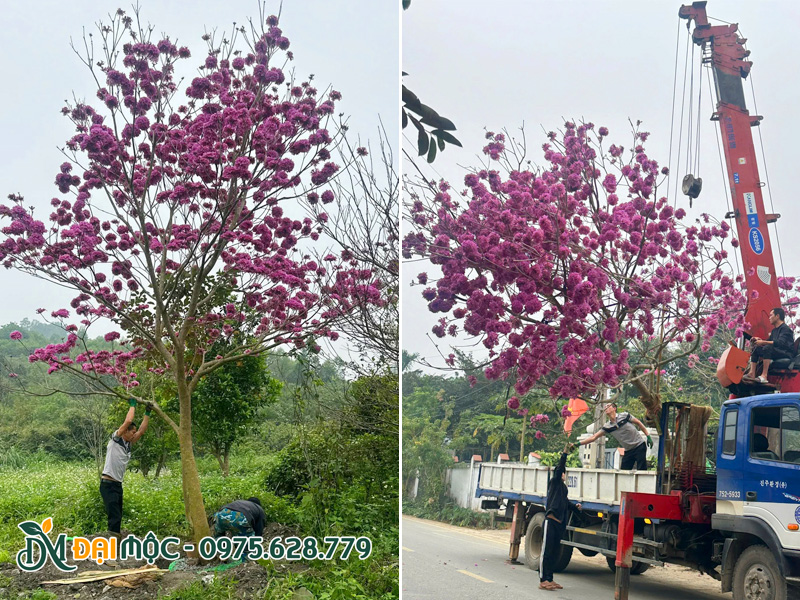 Bứng bầu cây phong linh tím đại thụ đường kính gốc 25 - 30cm