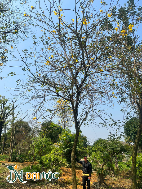 Cây vanh hơn 60cm, chiều cao 7 - 8m