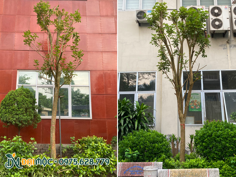 Trồng cây hoa phong linh vàng cho khuôn viên trường học