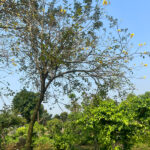 Phong linh cổ thụ hoa vàng vanh gốc 75cm