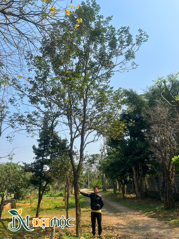 Phong linh vàng đại thụ đường kính gốc trên 20cm