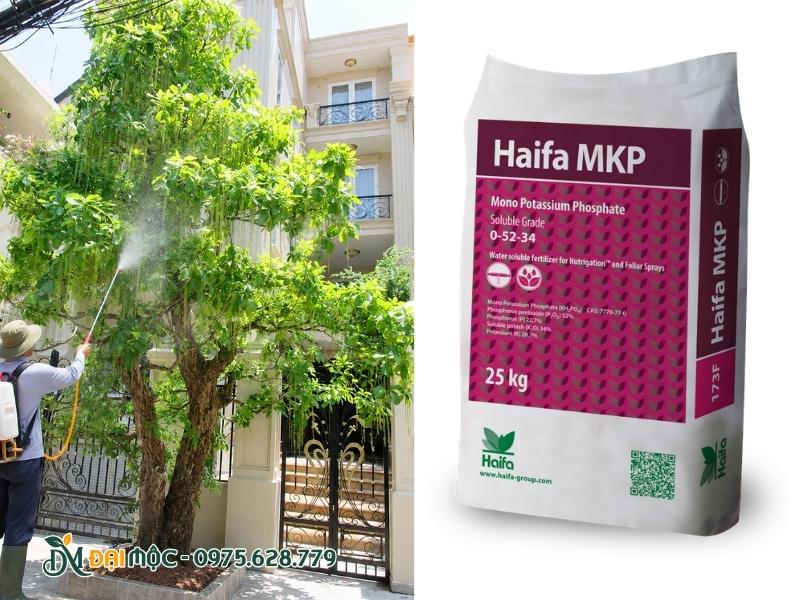 Phân bón MKP siêu lân, kali cho lộc vừng đại thụ
