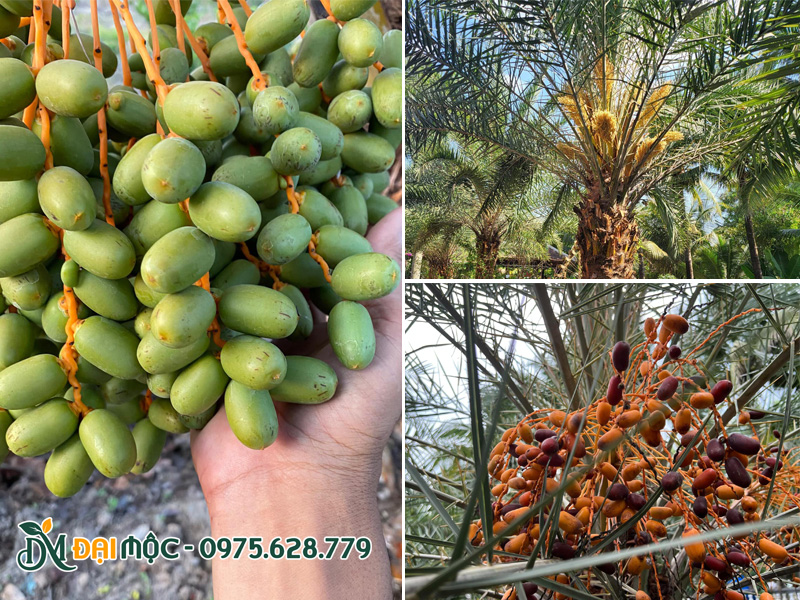 Chùm hoa và quả cây chà là cổ thụ