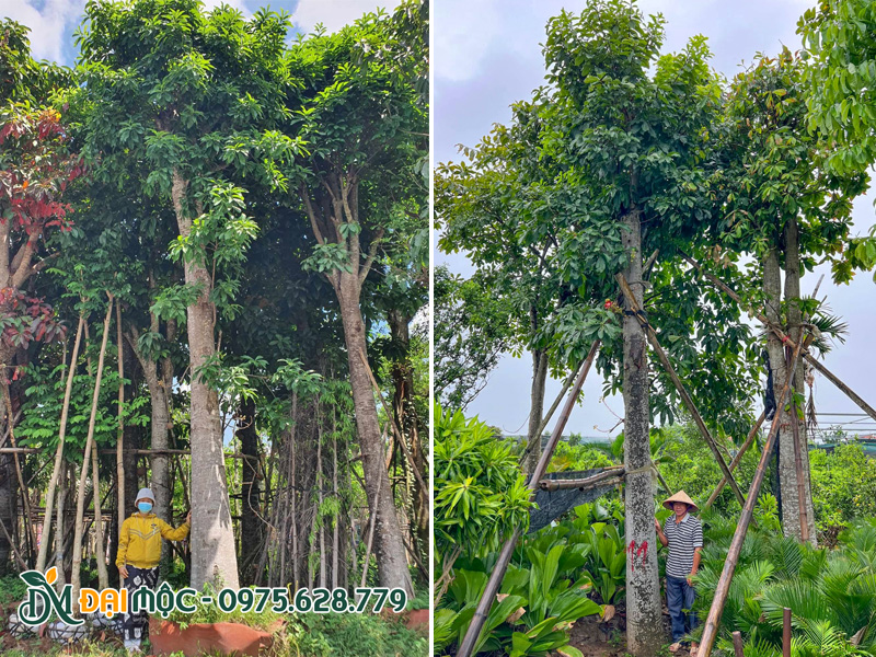 Kỹ sư của Đại Mộc tiến hành đo đạc cây thực tế