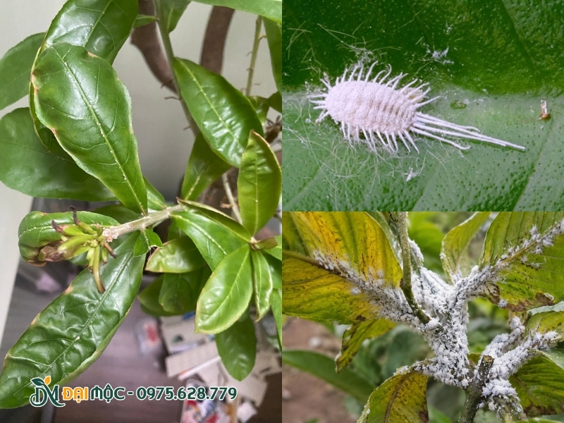 Rệp sáp bùng phát mạnh trên cây lộc vừng