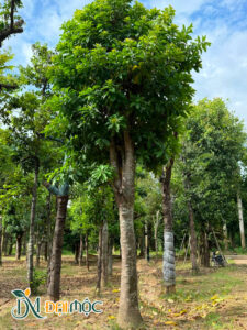 Cây Sala Cổ Thụ (Ngọc Kỳ Lân)