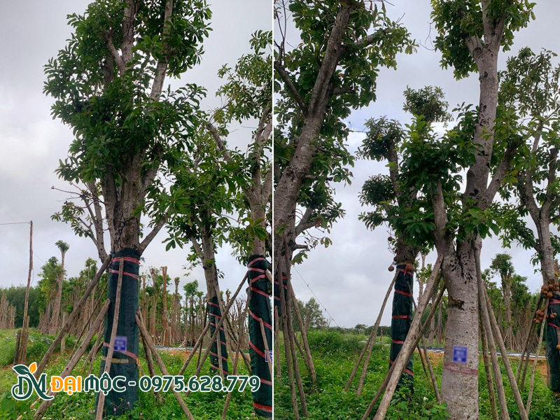 Cây hoa sala cổ thụ vanh gốc 200cm