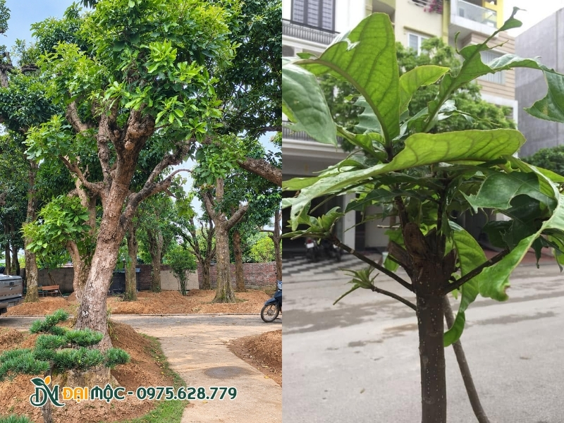 Sâu ăn khuyết nhiều mảng lá lộc vừng