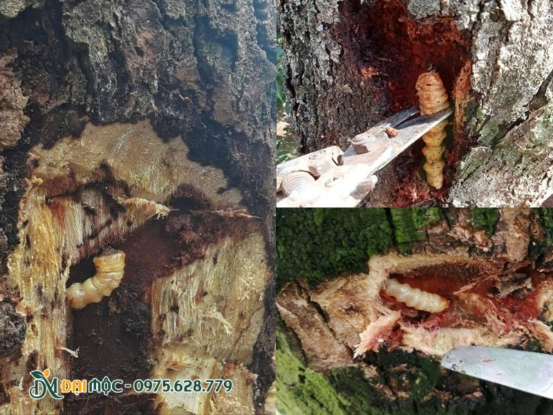 Sâu đục thân trên cây lộc vừng