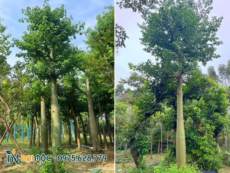 Đặc tính sinh thái cây mỹ nhân cổ thụ thoát thân cao 3m