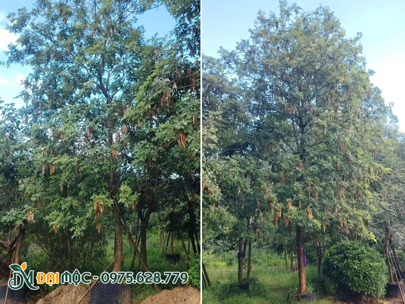 Cây phong linh vàng cổ thụ có tán lớn tạo bóng xanh mát