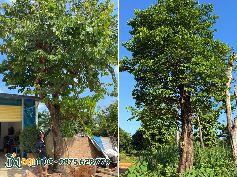 Cây hoa ban tây bắc đại thụ trồng lấy bóng mát