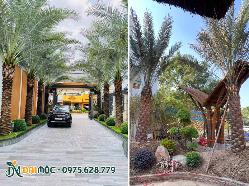 Chà là trồng trước nhà hàng, khuôn viên resort