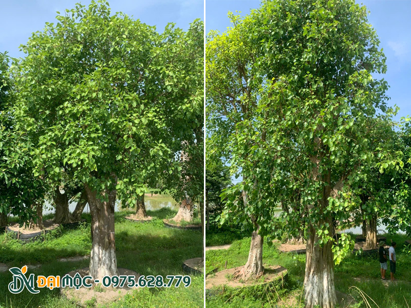 Cây bồ đề cổ thụ đang dưỡng ủ tại bãi Hưng Yên
