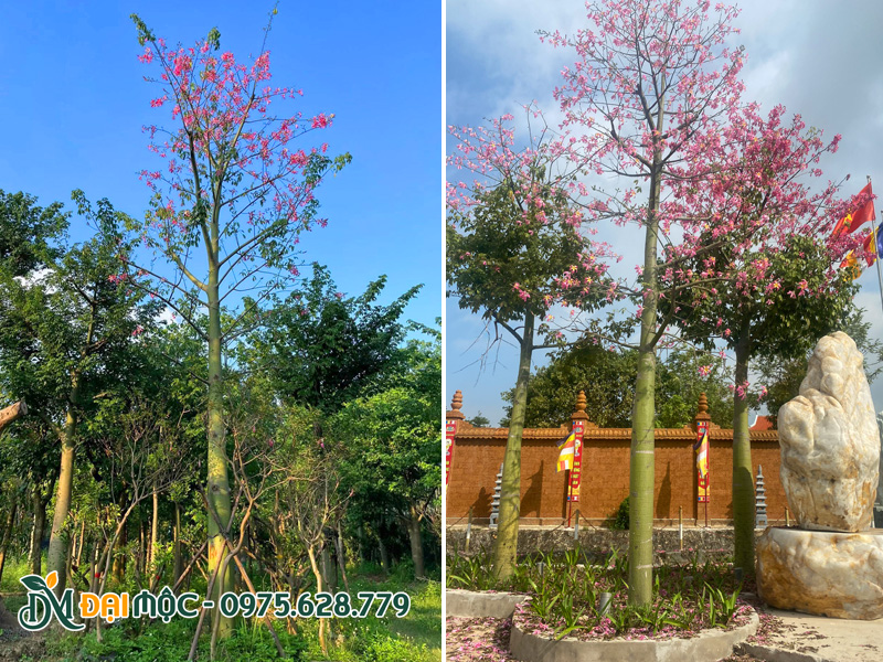 Cây hoa mỹ nhân cổ thụ cao 4 - 5m