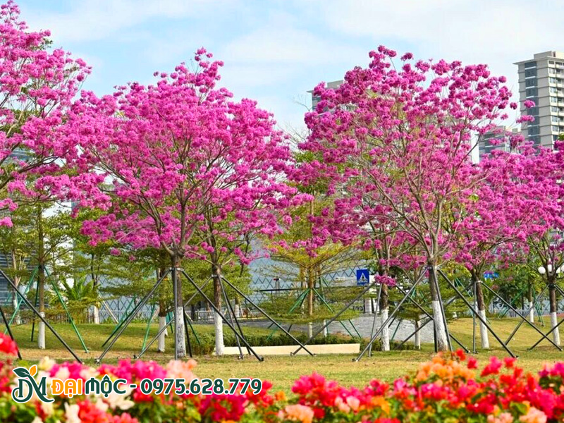 Hàng cây phong linh tím cổ thụ trồng trong khuôn viên resort