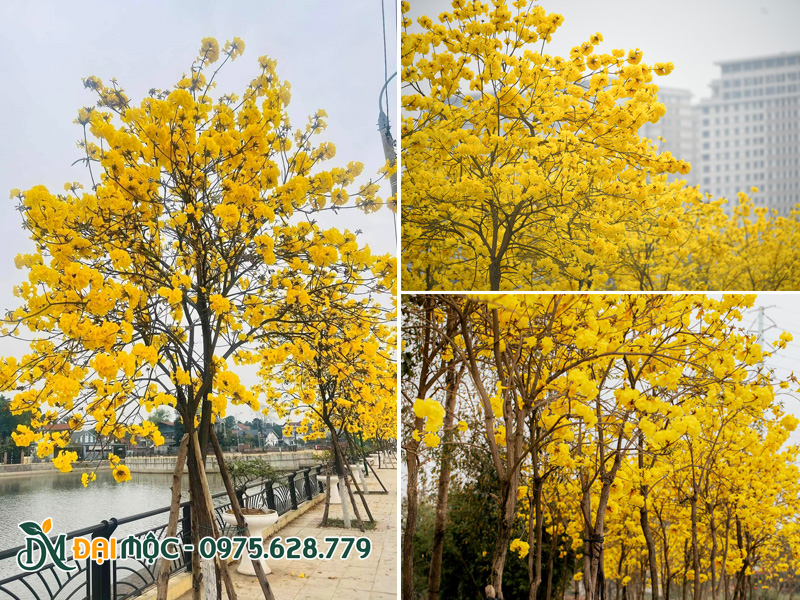 Cây phong linh vàng cổ thụ nở hoa rực rỡ