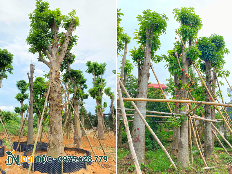 Vườn cây sala hàng chục năm tuổi, thân sẵn những chuỗi hoa dài