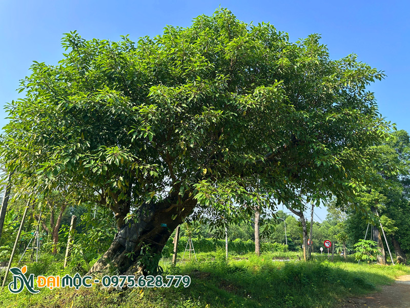 Cây lưu niệm cổ thụ trồng cho resort, khu đô thị, khu di tích