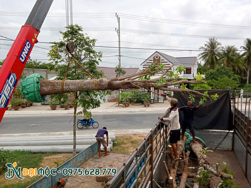Tập kết cây sala đại thụ trồng biệt thự tại Đồng Nai