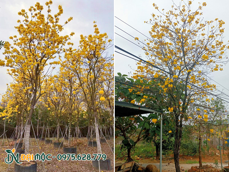 Cây phong linh vàng nở hoa rực rỡ, đã rụng hết lá