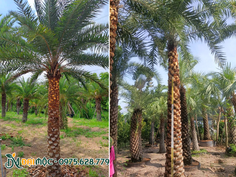 Hình ảnh thân cây chà là cổ thụ cao vút, thẳng tắp