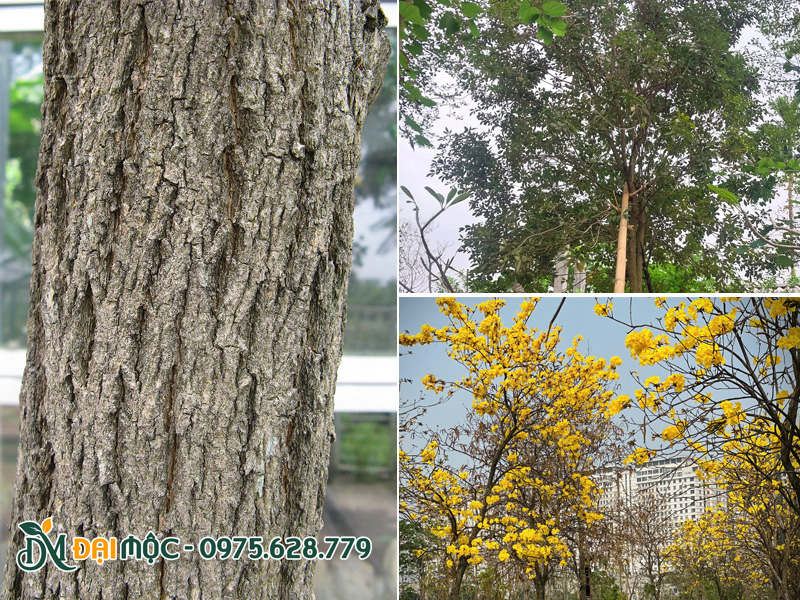 Thân và cành của cây phong linh vàng cổ thụ