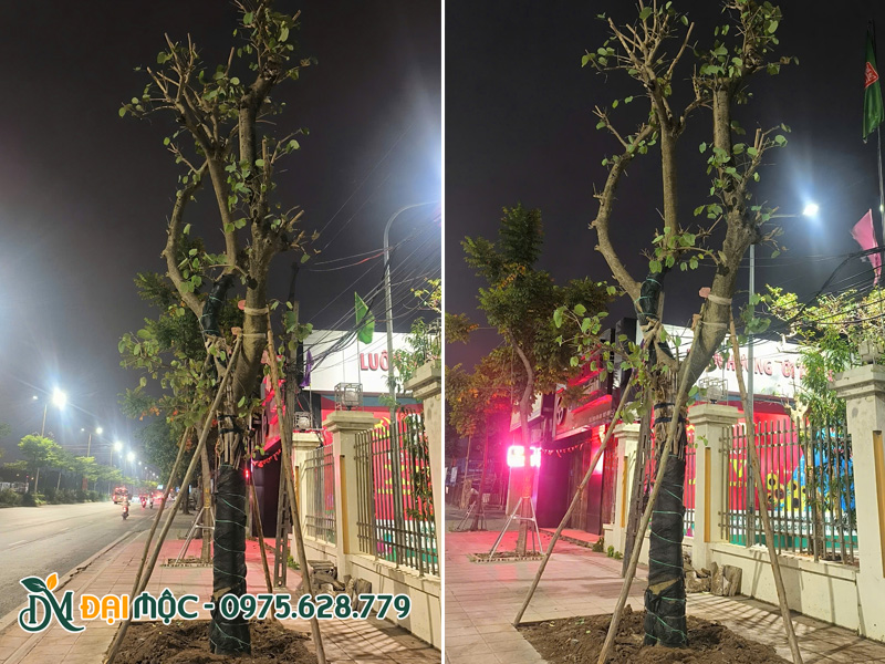 Trồng cây ban tây bắc cổ thụ tại Hà Nội
