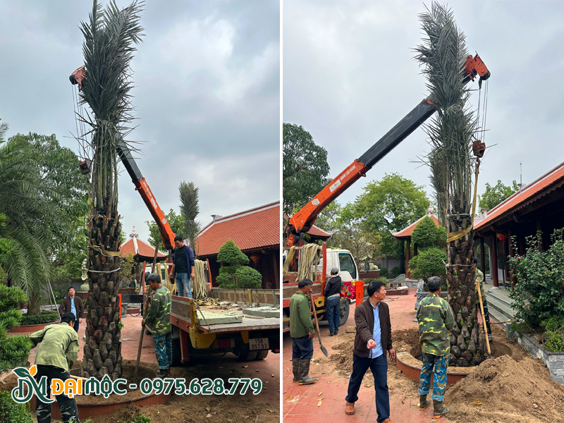 Hạ trồng cây chà là cổ thụ cho trước sân nhà thờ họ tại Hải Phòng