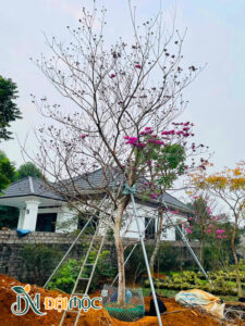 Tiến hành thi công trồng cây phong linh tím cổ thụ cho sân vườn biệt thự