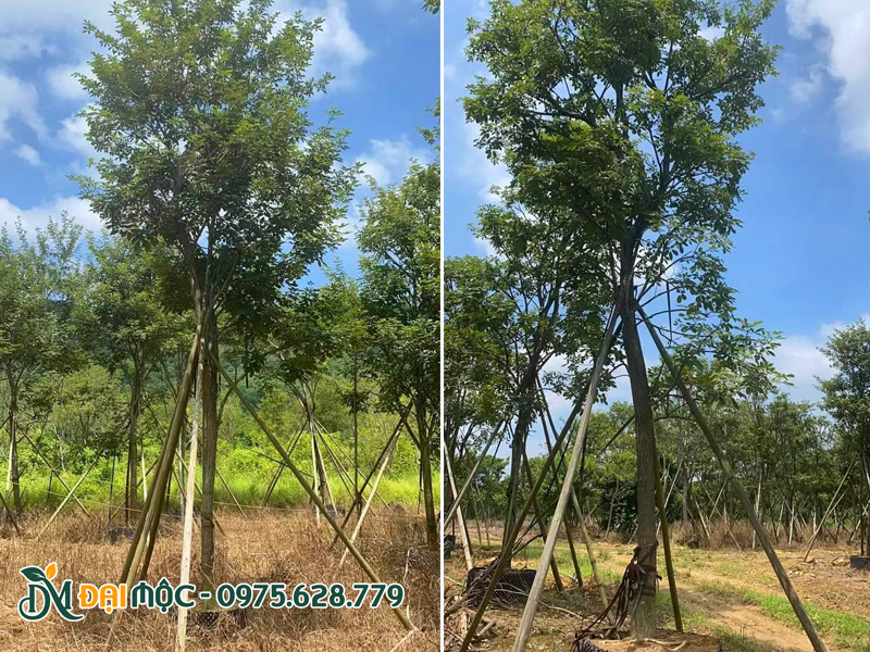 Thi công trồng cây hoa phong linh vàng cổ thụ đường kính gốc 15cm, chiều cao 7m