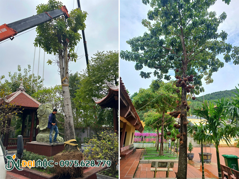 Cây sala đại thụ trồng khuôn viên nhà thờ họ