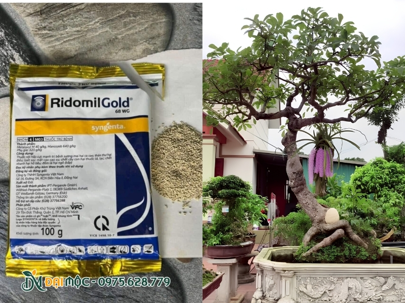 Thuốc trị thối rễ ở cây lộc vừng