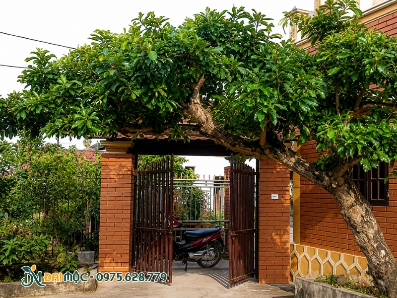 Cây lộc vừng dáng bàn trà ngả mềm mại