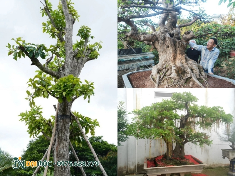 Cây lộc vừng cổ thụ được cắt tỉa vòm tán