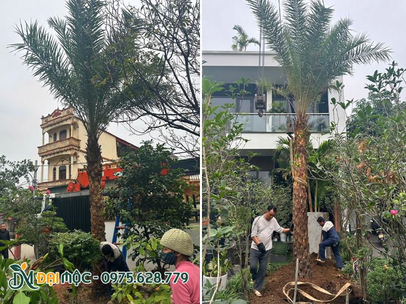 Thi công trồng cây bóng mát cho sân vườn biệt thự hiện đại